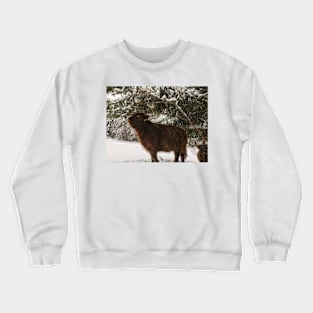 Scottish Highland Cattle Calf 1909 Crewneck Sweatshirt